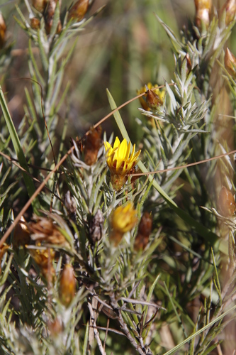 Image of Oedera acerosa by (c) Tony Rebelo, some rights reserved (CC BY-SA)