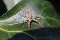 Pisaura mirabilis