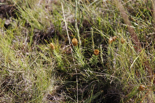 Image of Oedera acerosa by (c) Tony Rebelo, some rights reserved (CC BY-SA)
