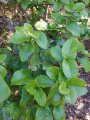 Beilschmiedia miersii