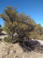 Quercus toumeyi