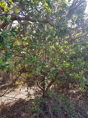 Beilschmiedia miersii