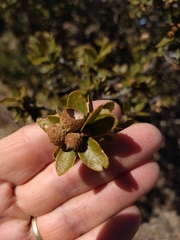 Quercus toumeyi