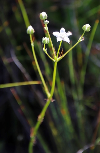 Image of Alepidea natalensis by (c) Tony Rebelo, some rights reserved (CC BY-SA)