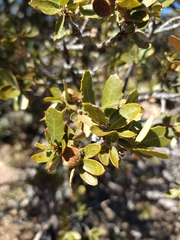 Quercus toumeyi