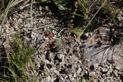 Psammotropha mucronata