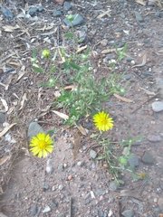 Grindelia pulchella