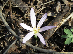 Colchicum bulbocodium versicolor