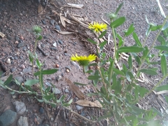 Grindelia pulchella