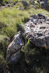 Cheilanthes quadripinnata