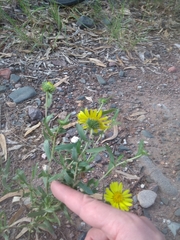 Grindelia pulchella