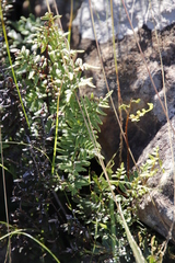 Cheilanthes quadripinnata