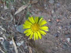 Grindelia pulchella