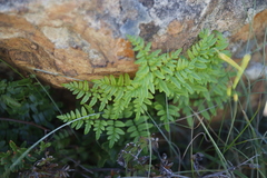 Cheilanthes quadripinnata