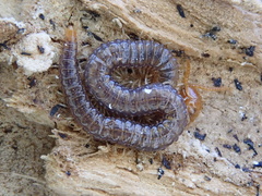 Geophilus carpophagus