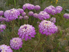 Iberis ciliata contracta