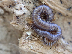 Geophilus carpophagus