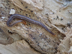 Geophilus carpophagus