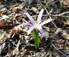 Colchicum bulbocodium versicolor