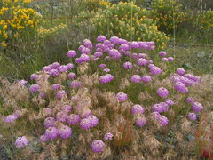 Iberis ciliata contracta
