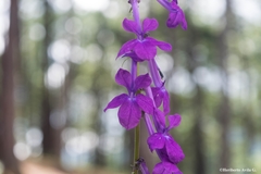 Lobelia sinaloae