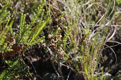 Erica caffrorum