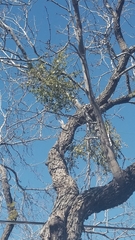Phoradendron leucarpum