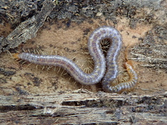 Geophilus carpophagus