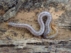 Geophilus carpophagus