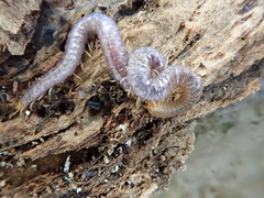 Geophilus carpophagus