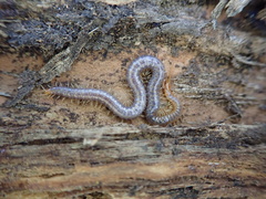 Geophilus carpophagus