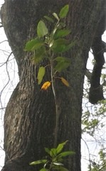 Ficus macrophylla
