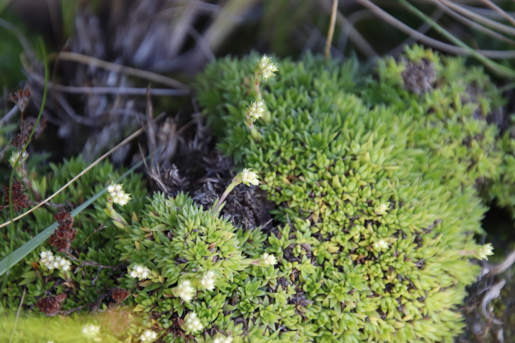 Sedum erectum Freyn
