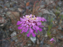 Iberis ciliata contracta