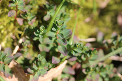 Hypericum humifusum
