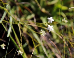 Alepidea duplidens