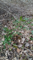 Danae racemosa