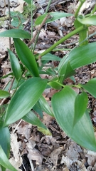 Danae racemosa
