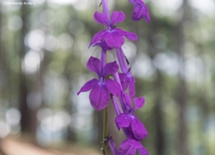 Lobelia sinaloae