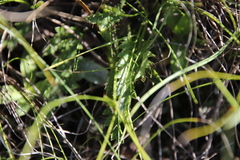 Alepidea duplidens
