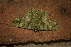 Aeolochroma hypochromaria
