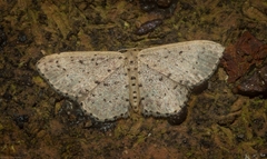 Idaea punctatissima