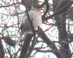 Fringilla coelebs africana