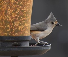 Baeolophus bicolor × atricristatus