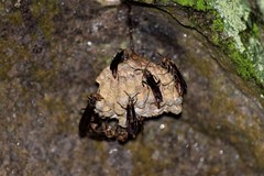 Hymenoptera