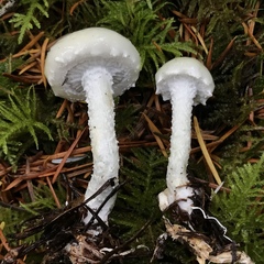 Stropharia pseudocyanea