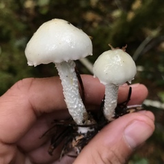 Stropharia pseudocyanea
