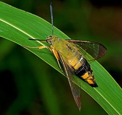 Cephonodes kingii
