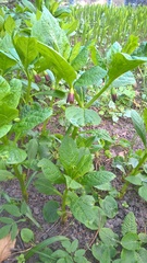 Scopolia carniolica
