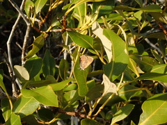 Hypochrysops apelles